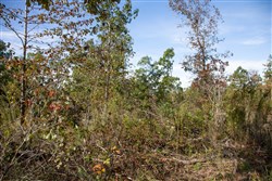 Borgmanns Hollow Phase IV Tract 126