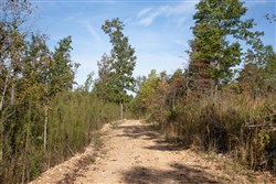 Borgmanns Hollow Phase IV Tract 126