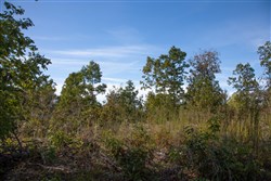 Borgmanns Hollow Phase IV Tract 127