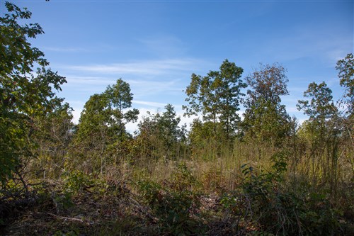 Borgmanns Hollow Phase IV Tract 127