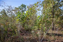 Borgmanns Hollow Phase IV Tract 127