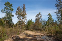 Borgmanns Hollow Phase IV Tract 130