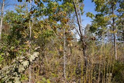 Borgmanns Hollow Phase IV Tract 130