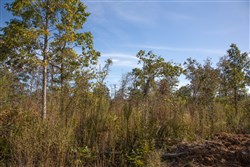 Borgmanns Hollow Phase IV Tract 130