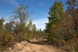 Borgmanns Hollow Phase IV Tract 130