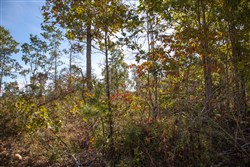 Borgmanns Hollow Phase IV Tract 130