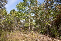 Borgmanns Hollow Phase IV Tract 133