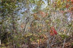 Borgmanns Hollow Phase IV Tract 133