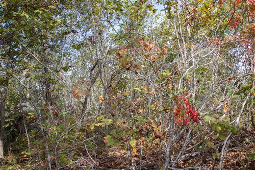 Borgmanns Hollow Phase IV Tract 133