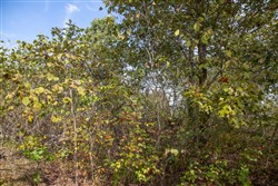 Borgmanns Hollow Phase IV Tract 133