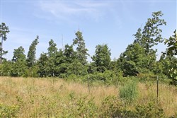 property photo for Green Mountain Ranch Tract 17, 13.85 acres for sale in Shannon County, Missouri