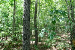 Green Mountain Ranch Tract 40