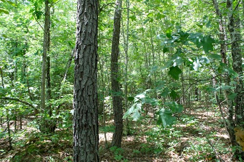 Green Mountain Ranch Tract 40