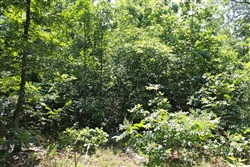 property photo for Green Mountain Ranch Tract 48, 10.57 acres for sale in Shannon County, Missouri