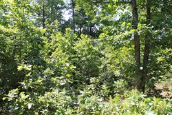 property photo for Green Mountain Ranch Tract 48, 10.57 acres for sale in Shannon County, Missouri