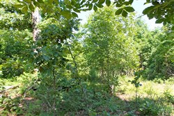 property photo for Green Mountain Ranch Tract 48, 10.57 acres for sale in Shannon County, Missouri