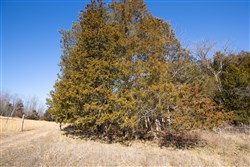 Oconnor Crossing Tract 19