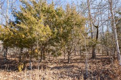 Oconnor Crossing Tract 23