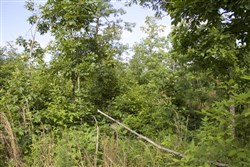 property photo for Thunder Mountain Ranch Tract 10, 5.01 acres for sale in Shannon County, Missouri