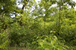 property photo for Thunder Mountain Ranch Tract 10, 5.01 acres for sale in Shannon County, Missouri