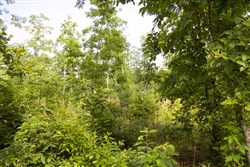 property photo for Thunder Mountain Ranch Tract 10, 5.01 acres for sale in Shannon County, Missouri