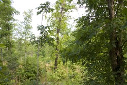 property photo for Thunder Mountain Ranch Tract 10, 5.01 acres for sale in Shannon County, Missouri