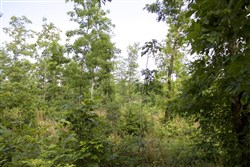 property photo for Thunder Mountain Ranch Tract 10, 5.01 acres for sale in Shannon County, Missouri