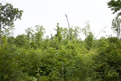 Thunder Mountain Ranch Tract 29