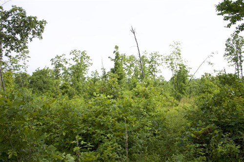 Thunder Mountain Ranch Tract 29