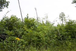 Thunder Mountain Ranch Tract 29