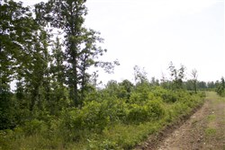 Thunder Mountain Ranch Tract 29