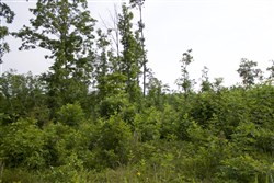 Thunder Mountain Ranch Tract 29