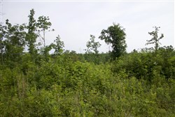 Thunder Mountain Ranch Tract 29