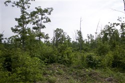 Thunder Mountain Ranch Tract 29