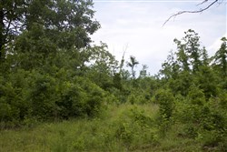 Thunder Mountain Ranch Tract 41