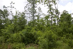 Thunder Mountain Ranch Tract 41