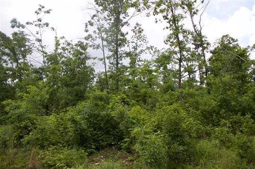 Thunder Mountain Ranch Tract 41