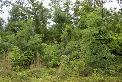 Thunder Mountain Ranch Tract 41