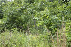 Thunder Mountain Ranch Tract 41