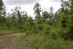 Thunder Mountain Ranch Tract 41