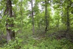 property photo for Thunder Mountain Ranch Tract 50, 10.09 acres for sale in Shannon County, Missouri