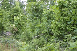property photo for Thunder Mountain Ranch Tract 50, 10.09 acres for sale in Shannon County, Missouri
