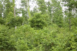 property photo for Thunder Mountain Ranch Tract 50, 10.09 acres for sale in Shannon County, Missouri
