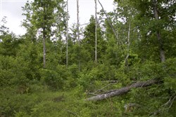 property photo for Thunder Mountain Ranch Tract 50, 10.09 acres for sale in Shannon County, Missouri