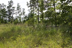 Thunder Mountain Ranch Tract 58