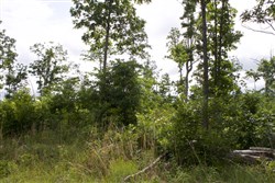 Thunder Mountain Ranch Tract 58