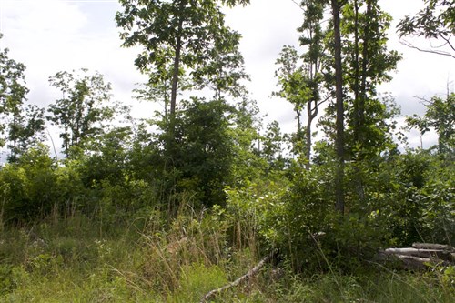 Thunder Mountain Ranch Tract 58