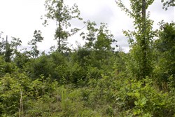 Thunder Mountain Ranch Tract 58