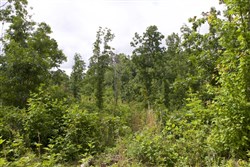 Thunder Mountain Ranch Tract 58