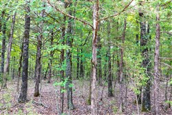 property photo for Heritage Bend Tract 1, 10 acres for sale in Taney County, Missouri